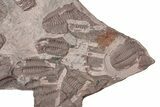 Ordovician Trilobite Mortality Plate - Tafraoute, Morocco #370554-1